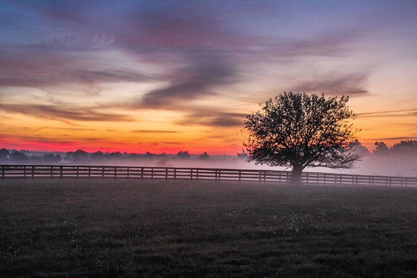 A tree in the middle of a field with a fence.