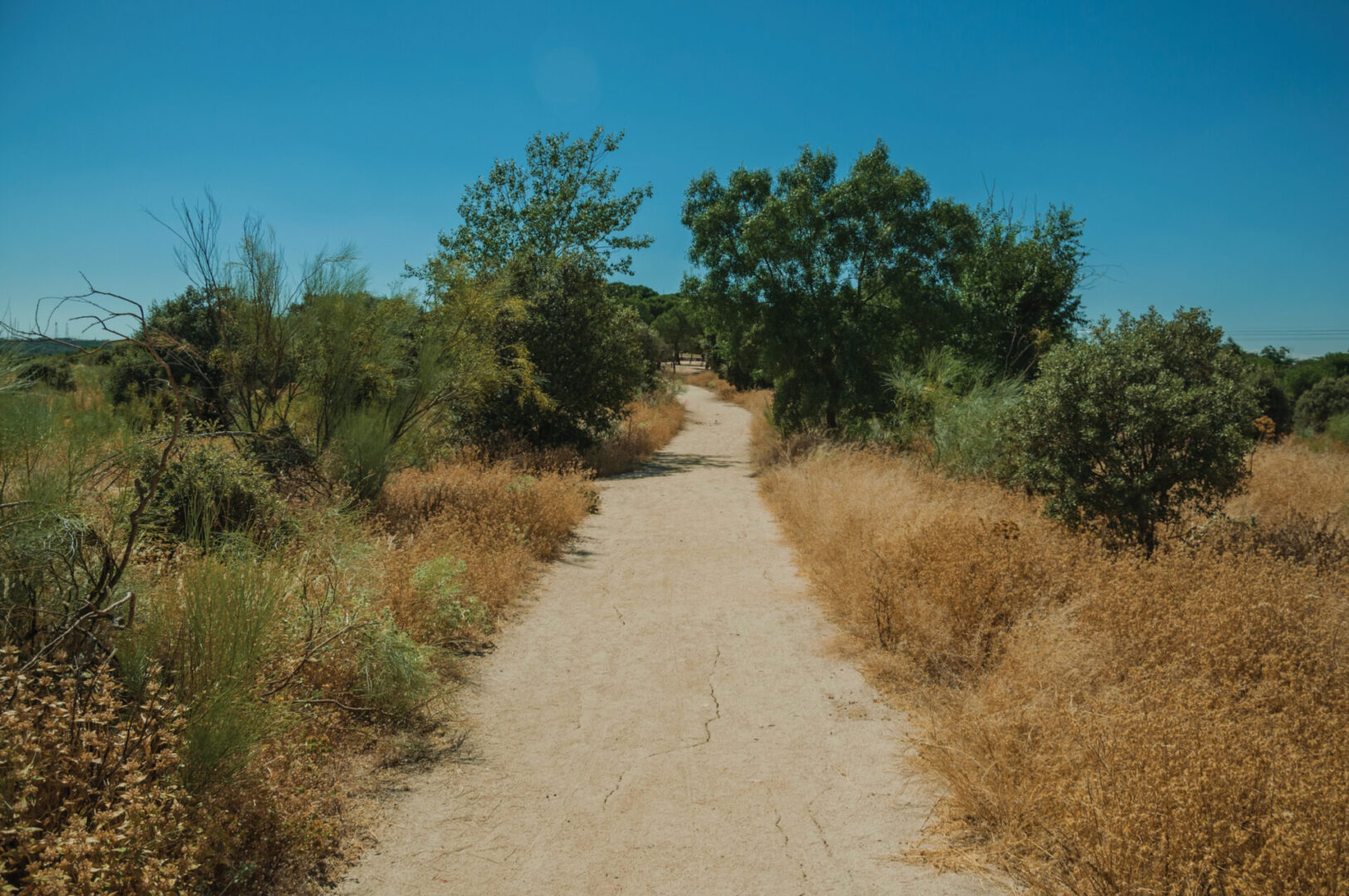 A dirt road with trees and bushes in the background.